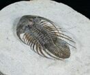 Killer Kolihapeltis Trilobite - / Inches Long #4250-8